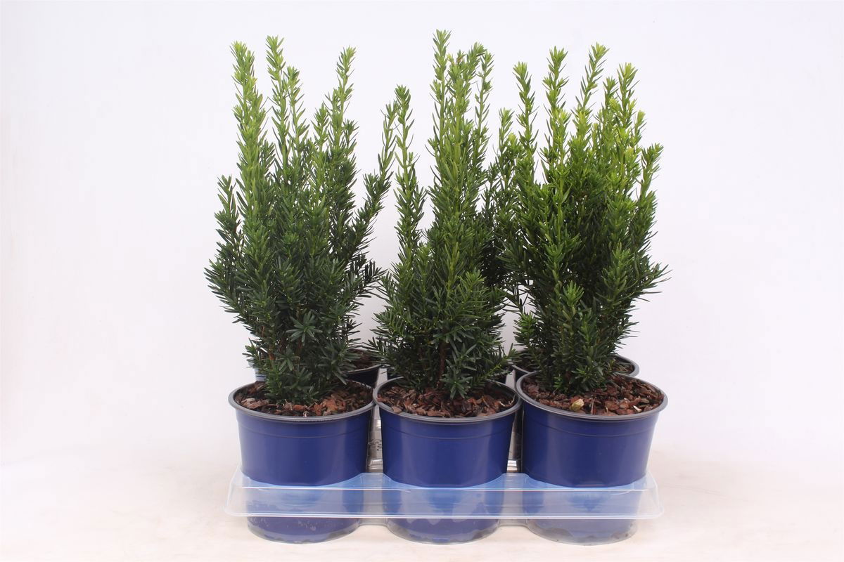 Lauko augalas tarpinis kukmedis, Ø 15, 40 - 45 cm, lot. Taxus media Hillii