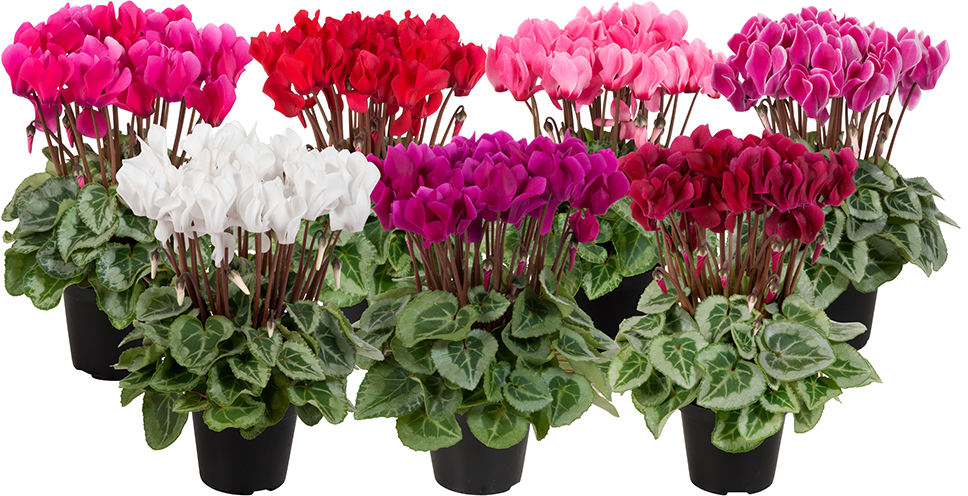 Vazoninis augalas ciklamenas, Ø 12, 25 cm, lot. CYCLAMEN