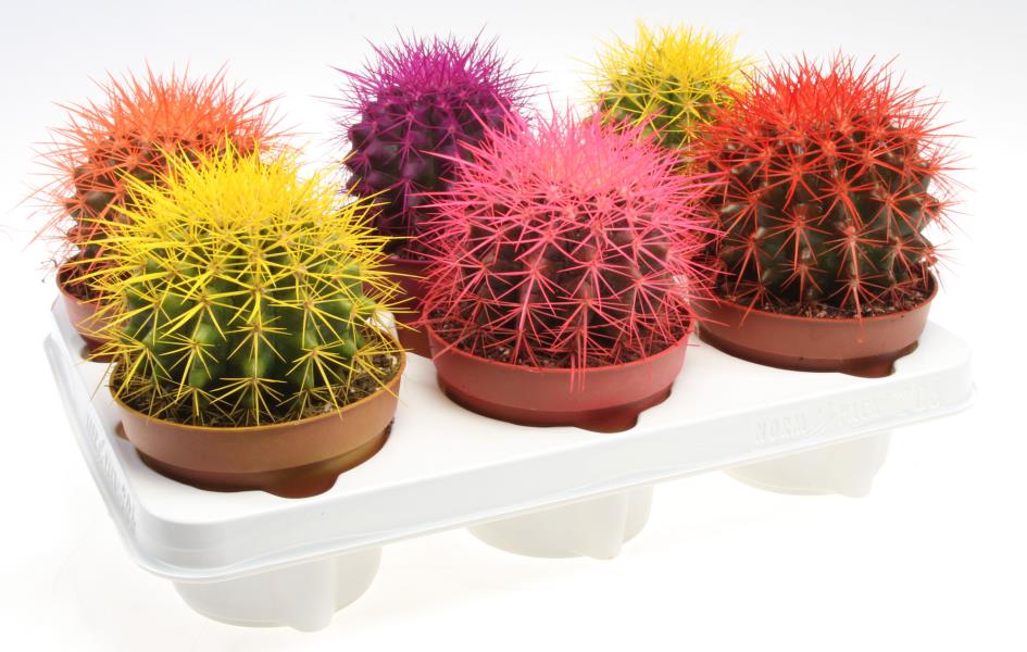 Vazoninis augalas echinokaktusas, Ø 12, 20 - 25 cm, lot. ECHINOCACTUS GRUSONII RAINBOW