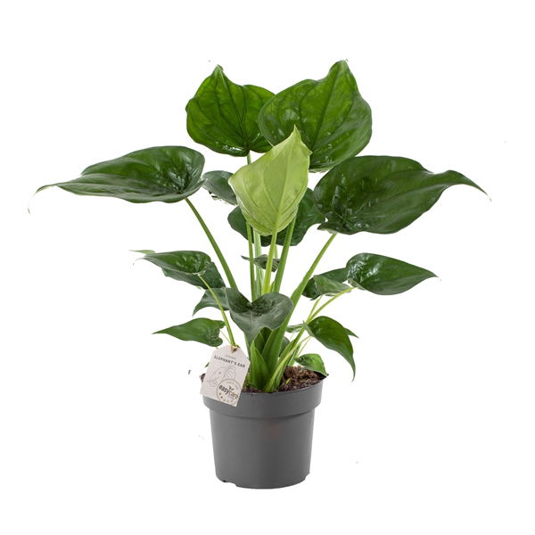 Vazoninis augalas alokazija, Ø 17, 50 cm, lot. Alocasia Polly