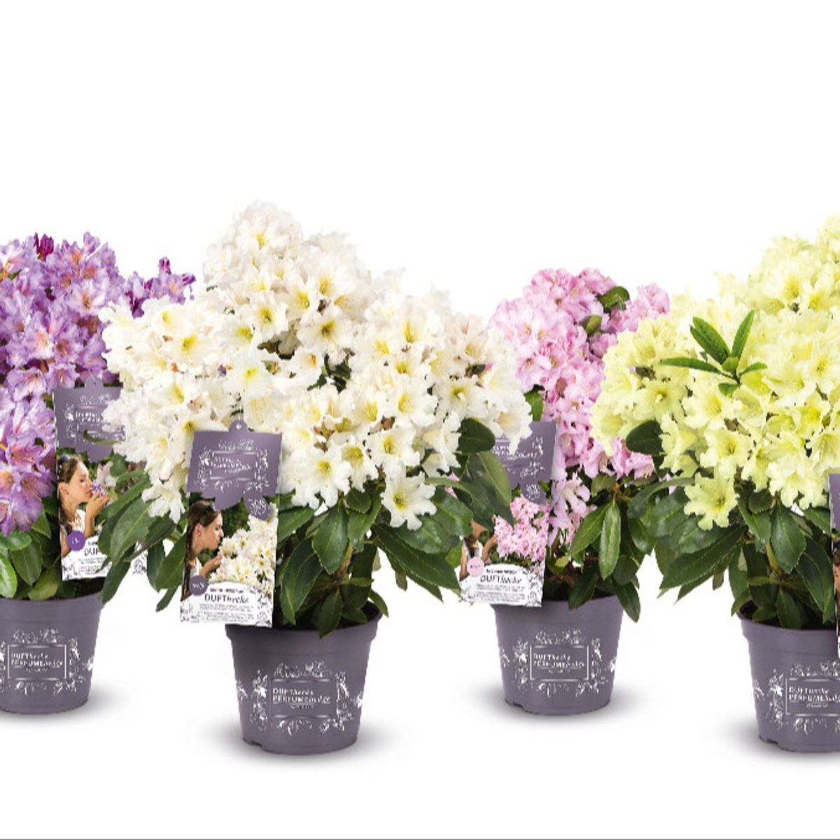 Lauko augalas rododendras, Ø 22, 40 cm, lot. Rhododendron INKARHO Dufthecke in Sorten