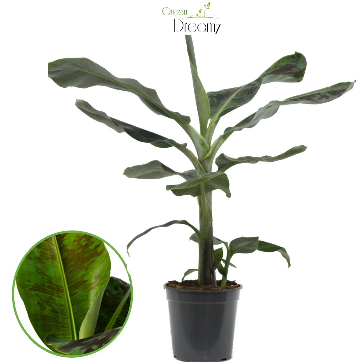 Vazoninis augalas bananmedis, Ø 19, 70 cm, lot. MUSA
