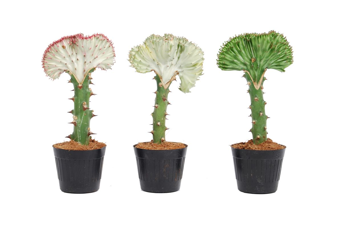 Vazoninis augalas puansetija, Ø 10,5, 30 cm, lot. EUPHORBIA LACTEA CRISTATA