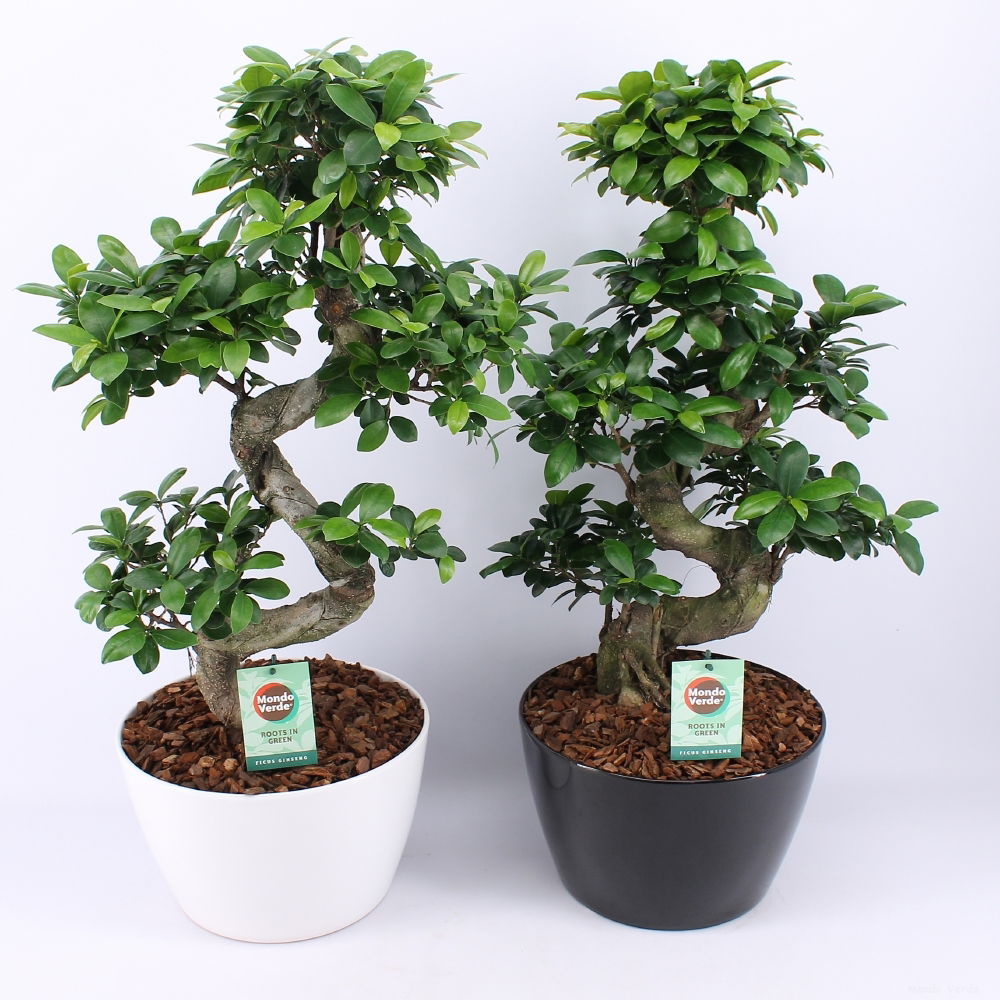 Vazoninis augalas fikusas, vazone, Ø 25, 75 cm, lot. FICUS GINSENG S TYPE, in ceramic