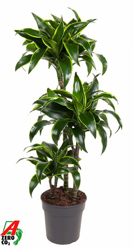 Vazoninis augalas dracena, Ø21, 100 - 110 cm, lot. DRACAENA DORADO