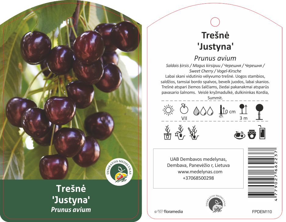 Vaismedis trešnė JUSTYNA, lot. PRUNUS AVIUM