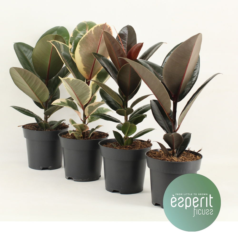Vazoninis augalas fikusas, Ø 14, 45 cm, lot. FICUS ELASTICA