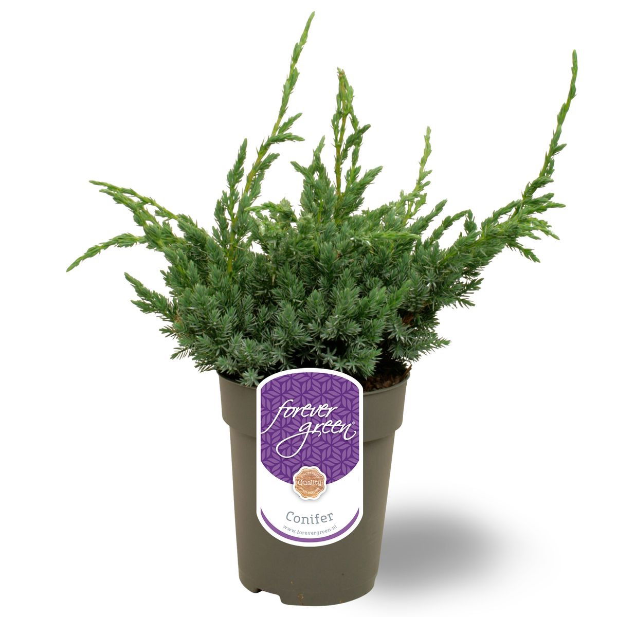 Lauko augalas žvynuotasis kadagys, Ø 15, 45 cm, lot. Juniperus squam. Meyeri