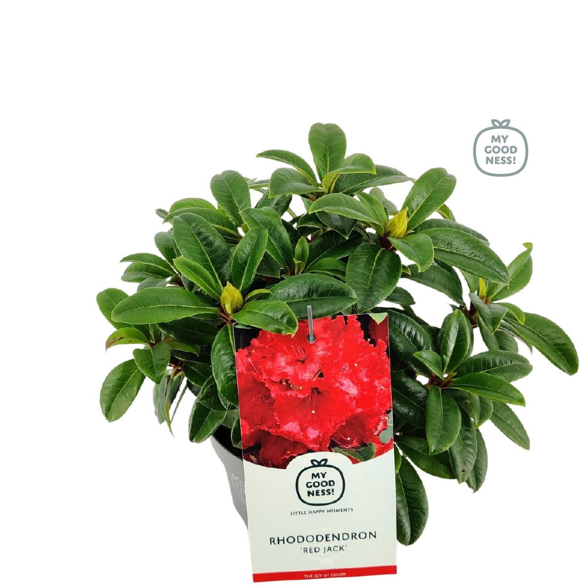 Lauko augalas rododendras, Ø 17, 25 cm, lot. Rhododendron Japanse Azalea Geisha mix