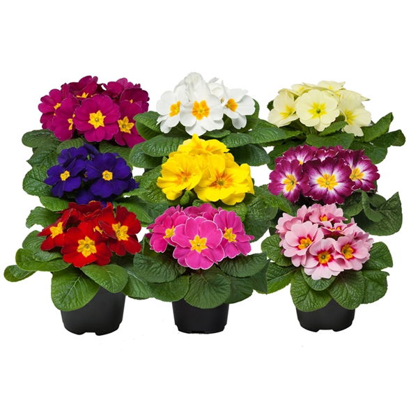 Vazoninis augalas raktažolė, Ø 11, 18 cm, lot. PRIMULA Sweet special