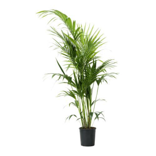 Vazoninis augalas hovėja, Ø 21, 140 cm, lot. HOWEA