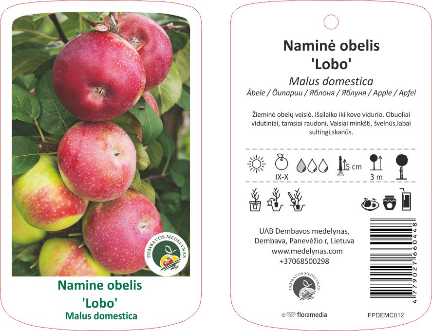 Vaismedis obelis LOBO, lot. MALUS DOMESTICA