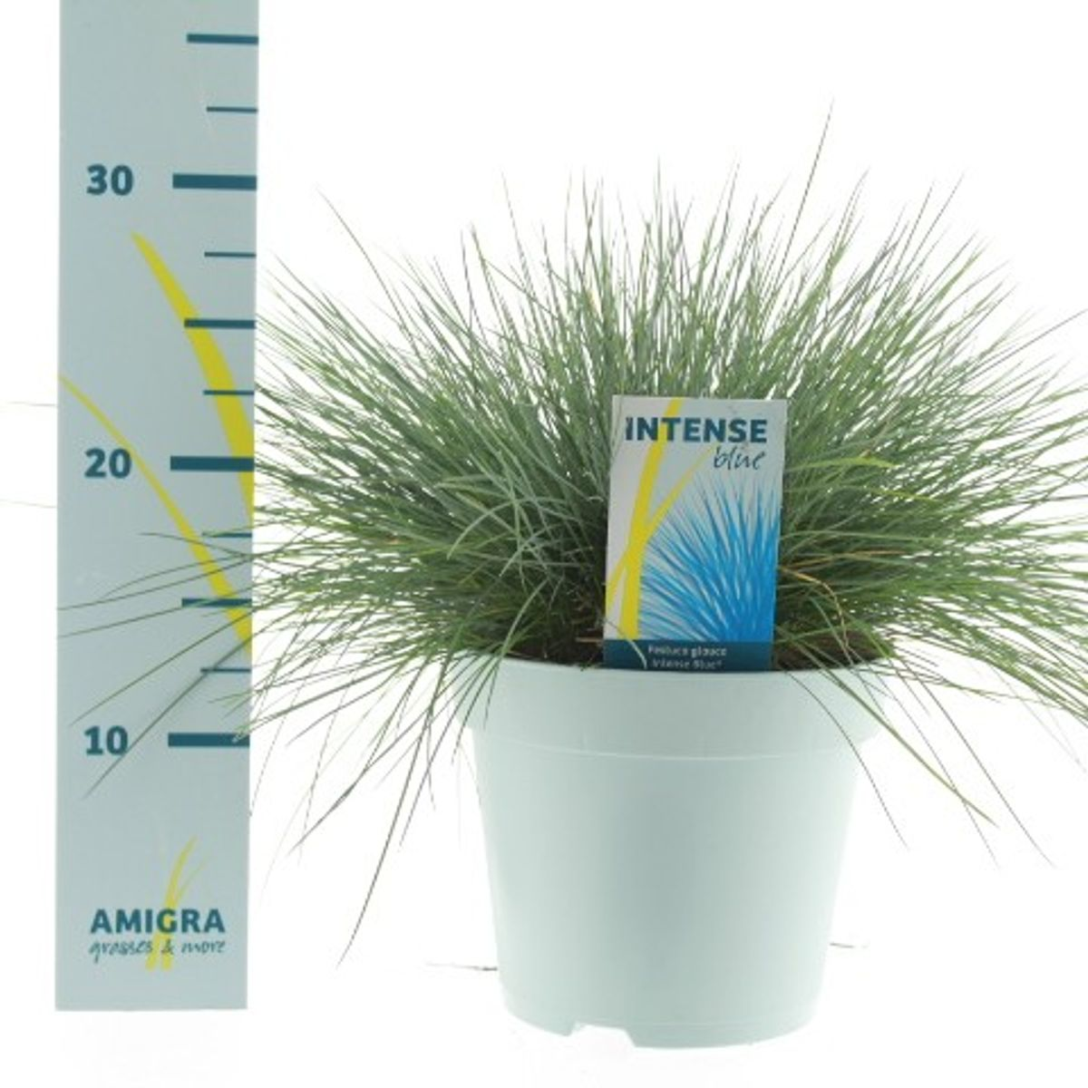 Lauko augalas eraičinas, Ø 17, 35 - 40 cm, lot. FESTUCA GLAUCA INTENSE BLUE