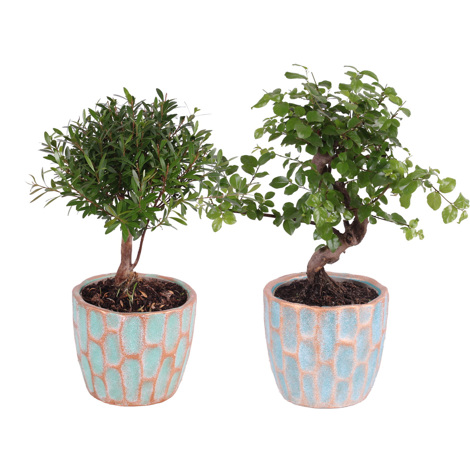 Vazoninis augalas bonsas, vazone, Ø 14, 30 cm, lot. BONSAI Mix