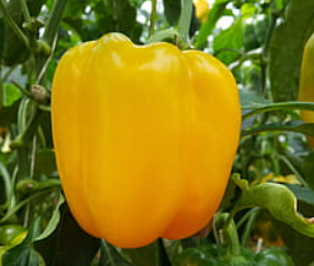 Geltonosios paprikos daigas QUADRATO GIALLO