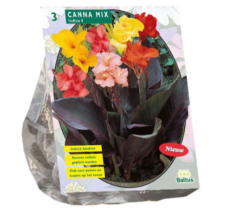 Kanų svogūnėliai, lot. CANNA GEMENGD, 3 vnt