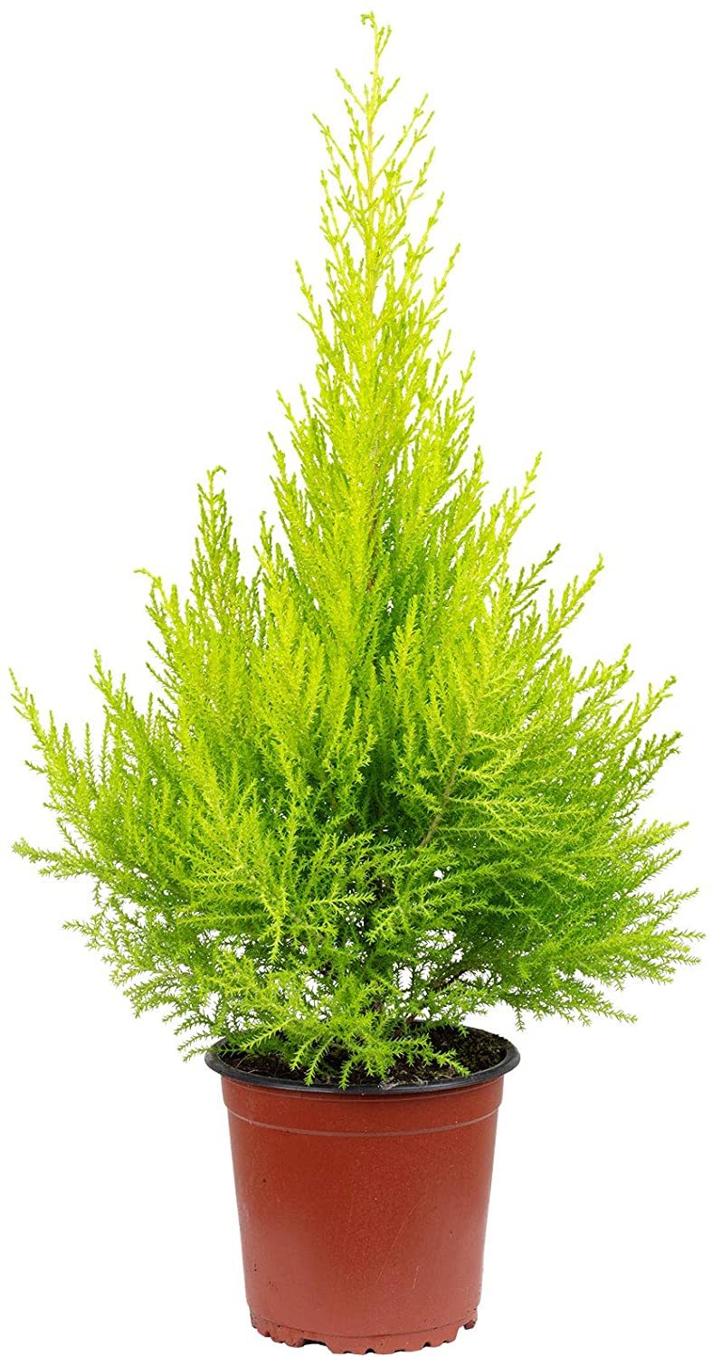 Lauko augalas kiparisas, Ø 14, 55 cm, lot. Cupressus mac. Goldcrest Wilma