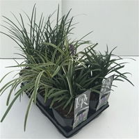 Lauko augalas laibūnė, Ø 17, 25 cm, lot. LIRIOPE MIX