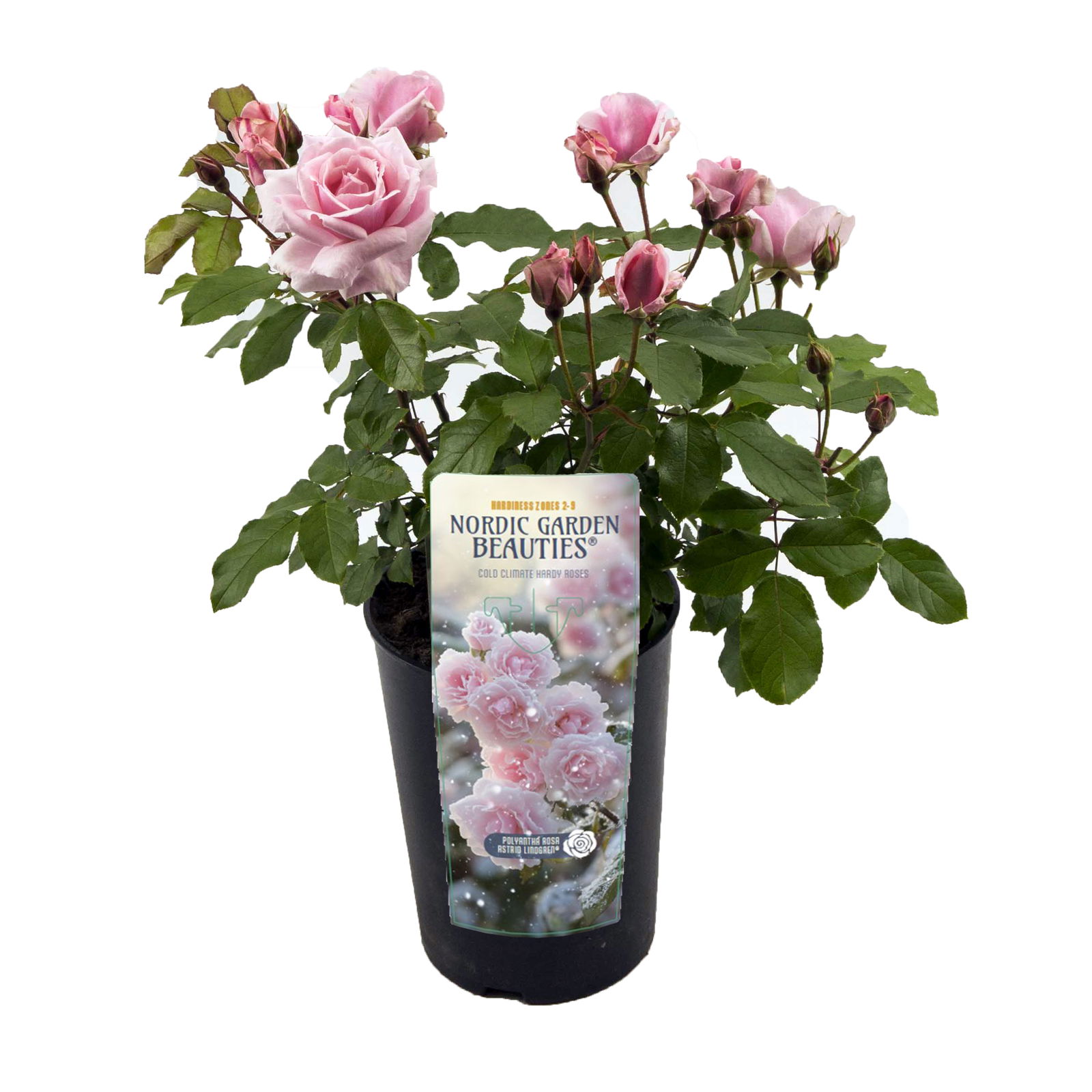 Lauko augalas rožė, Ø 17, 30 - 35 cm, lot. Nordic Beauties Shrub Roses mix