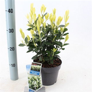 Lauko augalas ožekšnis, daugiametis, Ø 17, 25 cm, lot. Euonymus japonicus Himalaya