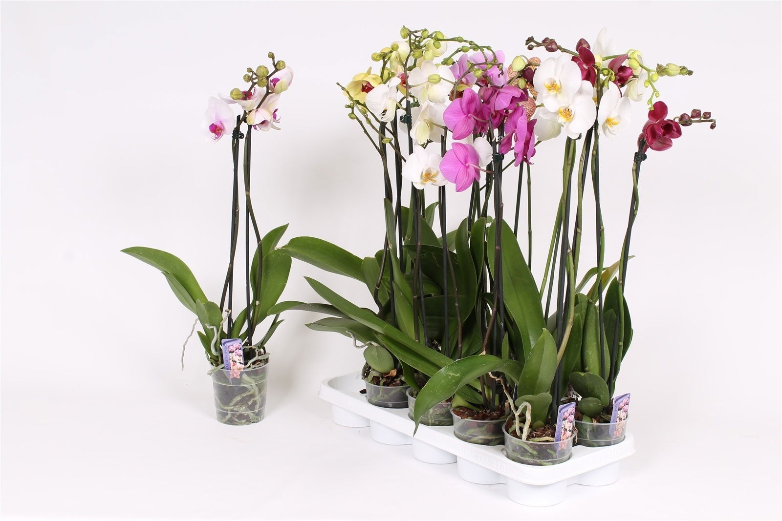 Vazoninis augalas dendrobis, Ø12,40cm, lot. Dendrobium nob. Bouquet Purple Rain, 2 stiebai