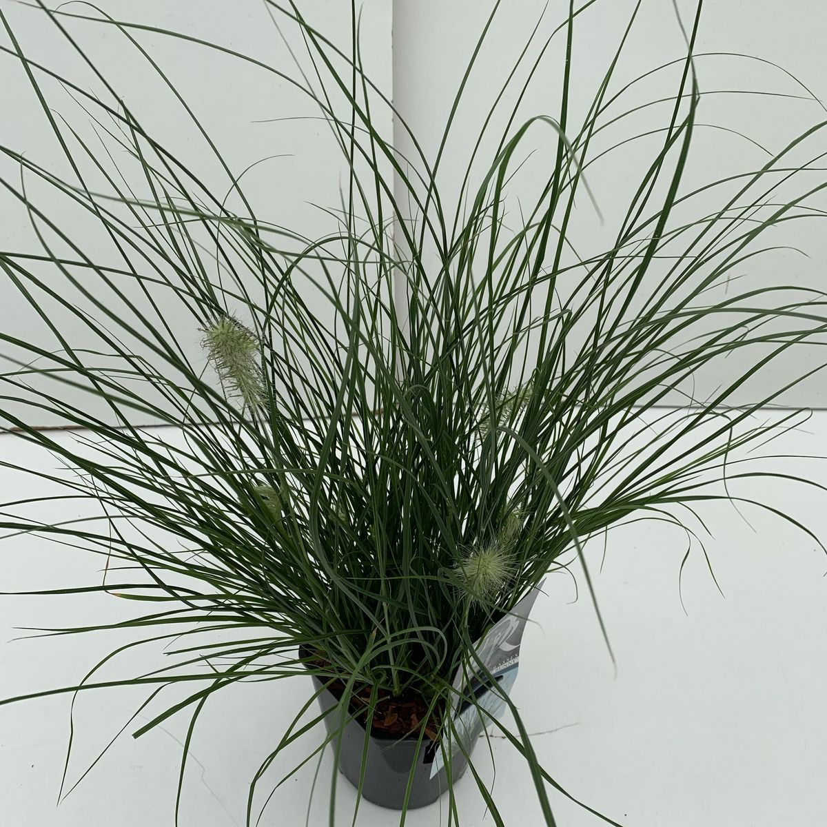 Lauko augalas soruolė, Ø 17, 30 cm, lot. Pennisetum alo. Little Bunny