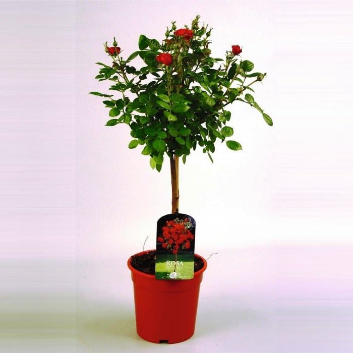 Lauko augalas rožė, Ø 17, 30 - 35 cm, lot. Nordic Beauties Climbers Roses mix