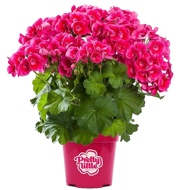 Lauko augalas pelargonija, Ø 12, 30 cm, lot. Pelargonium gra. Angel Parfum