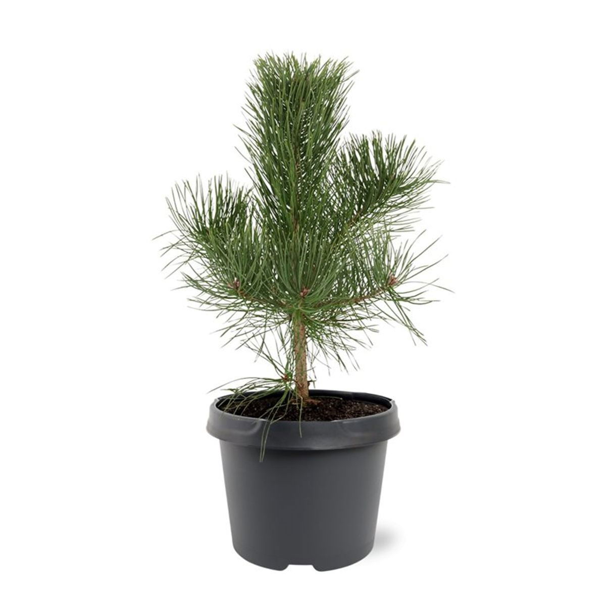 Lauko augalas juodoji pušis, Ø 19, 45 cm, lot. Pinus nigra nigra
