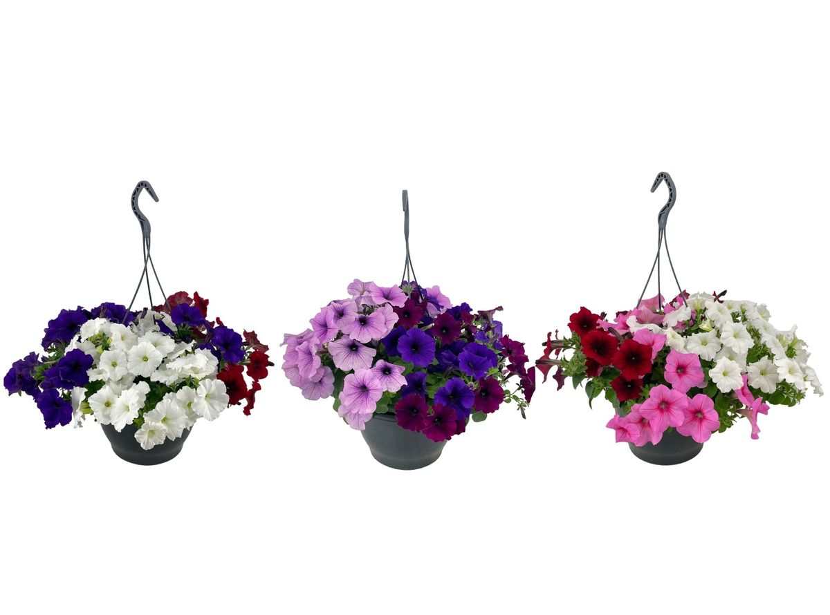 Petunijos daigai pakuotėje, 10 vnt., lot. PETUNIA