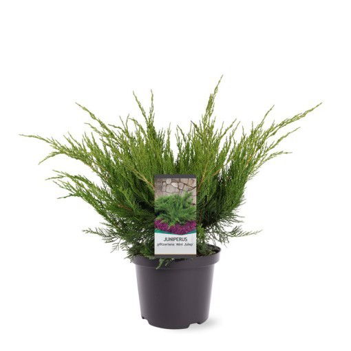 Lauko augalas žvynuotasis kadagys, Ø 19, 30 cm, lot. Juniperus squam. Blue Carpet