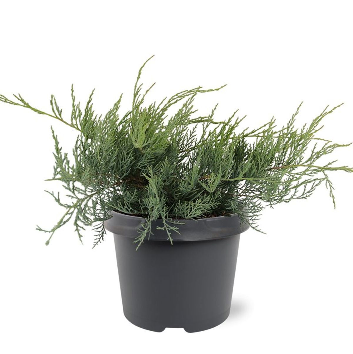 Lauko augalas virgininis kadagys, Ø 19, 30 cm, lot. Juniperus virginiana Grey Owl