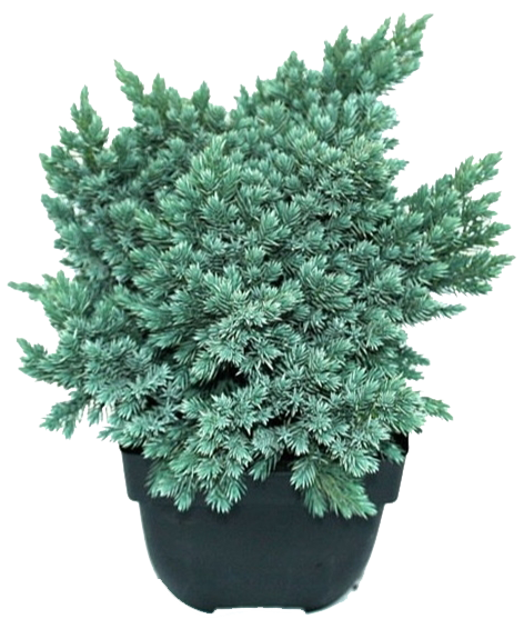 Lauko augalas žvynuotasis kadagys, Ø 19, 25 cm, lot. Juniperus squam. Blue Star