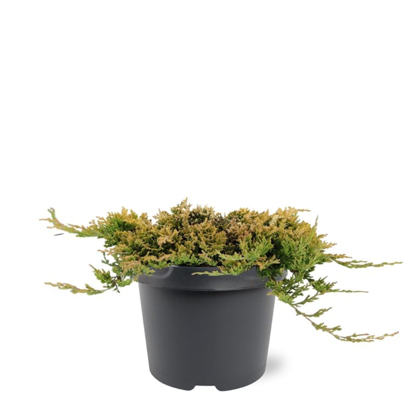 Lauko augalas horizontalusis kadagys, Ø 19, 25 cm, lot. Juniperus horiz. Golden Carpet