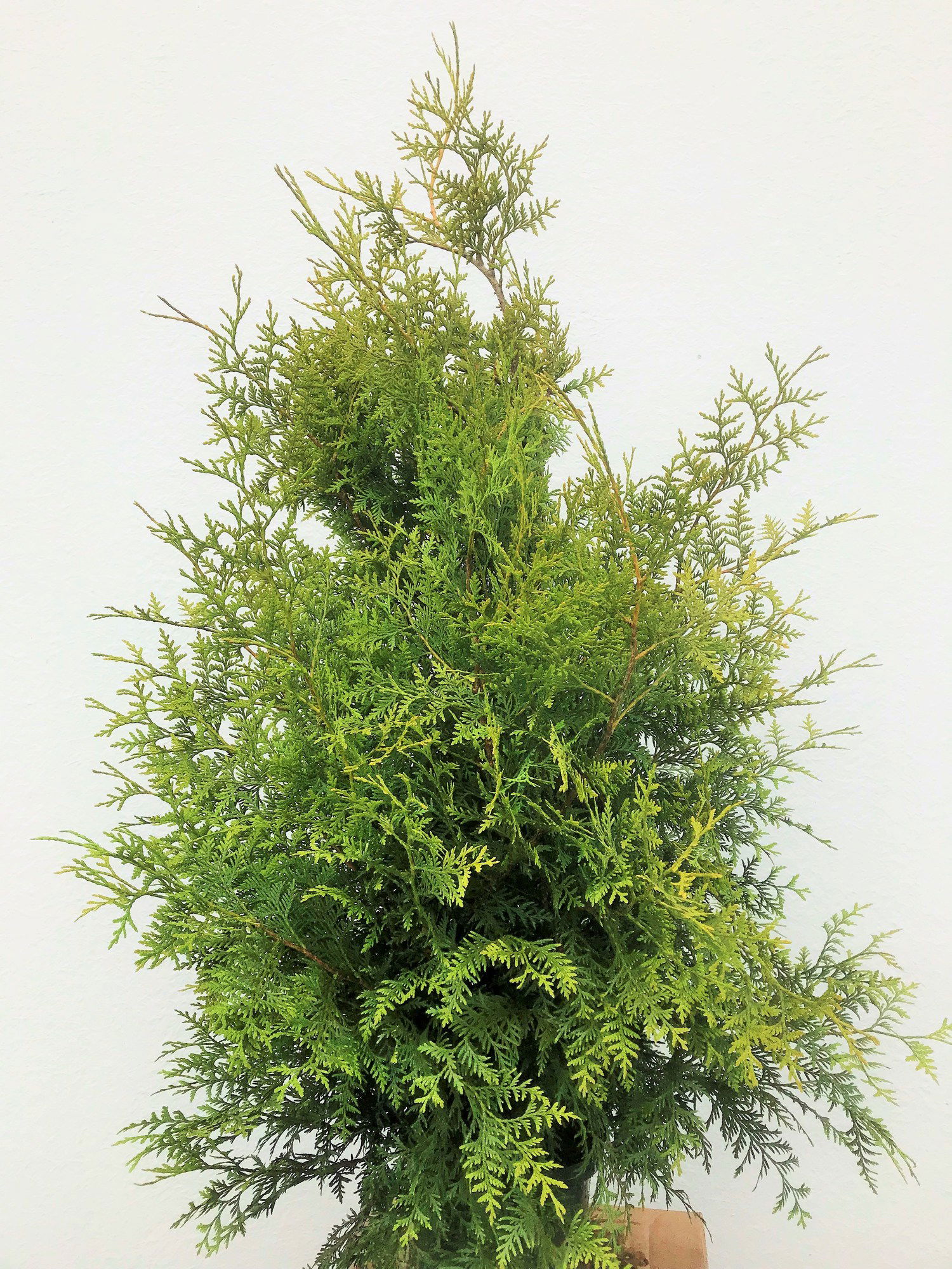 Lauko augalas tuja, Ø 23, 100-120 cm, lot. Thuja Brabant