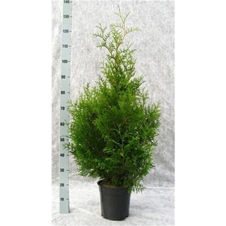 Lauko augalas tuja, Ø 26, 120-140 cm, lot. Thuja Brabant