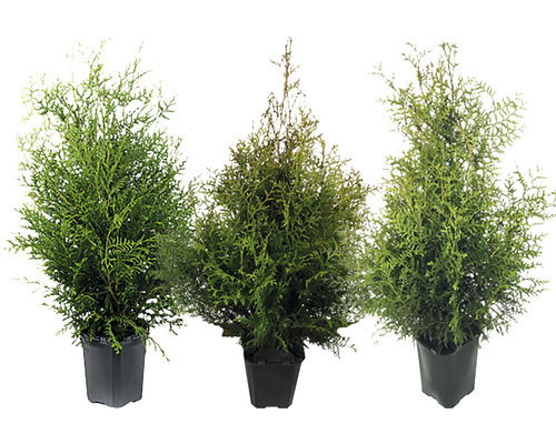 Lauko augalas tuja, Ø 21, 80-100 cm, lot. Thuja Brabant