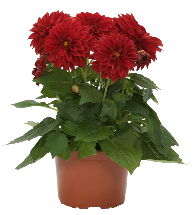 Lauko augalas jurginas, Ø 12, lot. DAHLIA