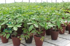 Pomidoro daigas KILATES