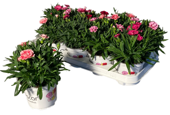 Lauko augalas gvazdikas, Ø 12, lot. DIANTHUS