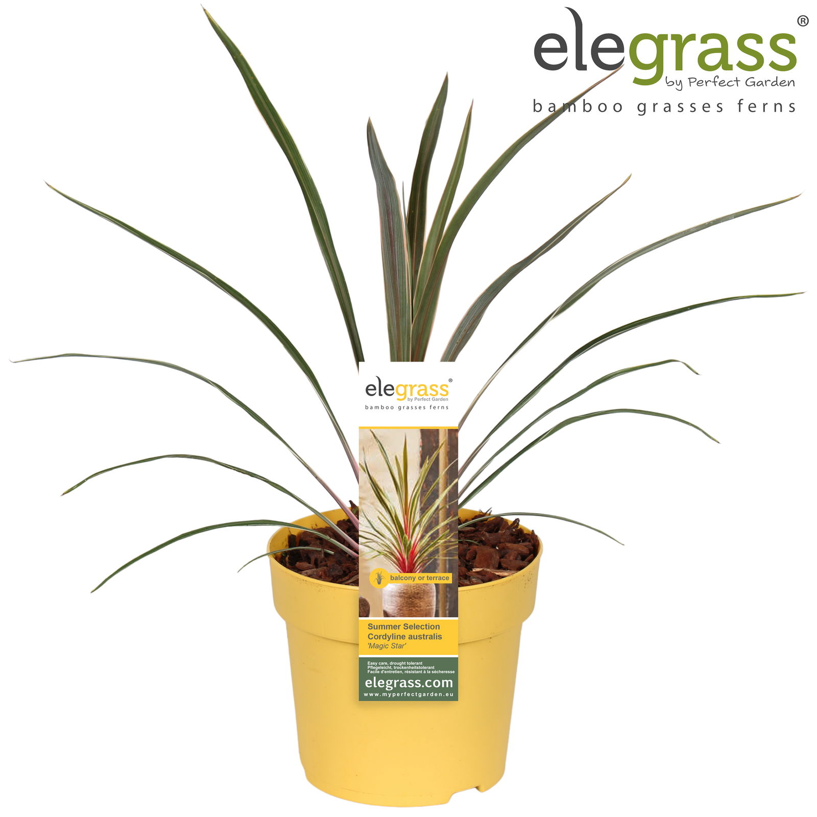 Vazoninis augalas kordilina, Ø 14, 35 cm, lot. Cordyline australis Magic Star