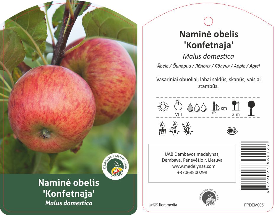 Vaismedis obelis KONFETNAJA lot. MALUS DOMESTICA