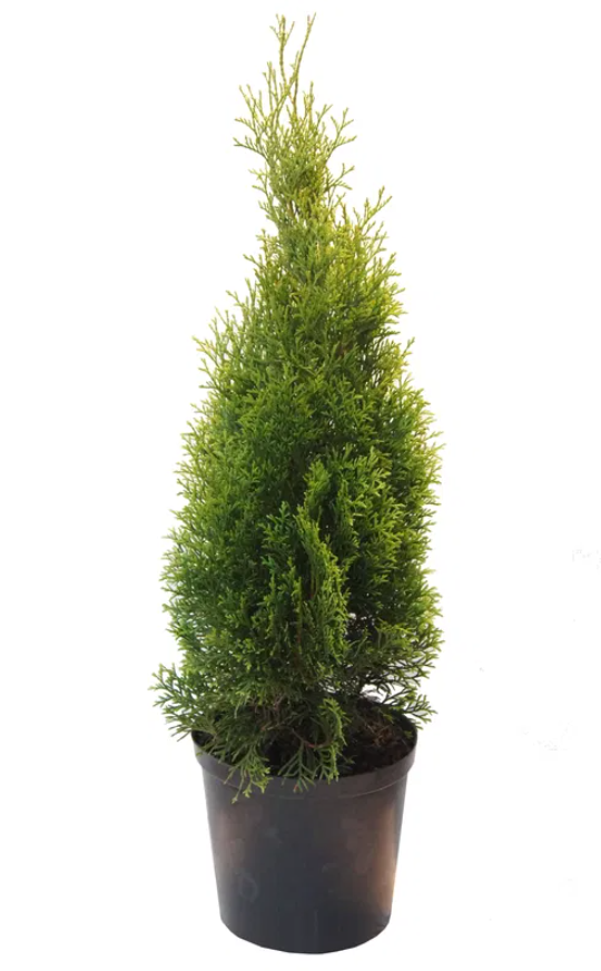 Lauko augalas tuja, Ø 26, 120 - 140 cm, lot. Thuja Smaragd