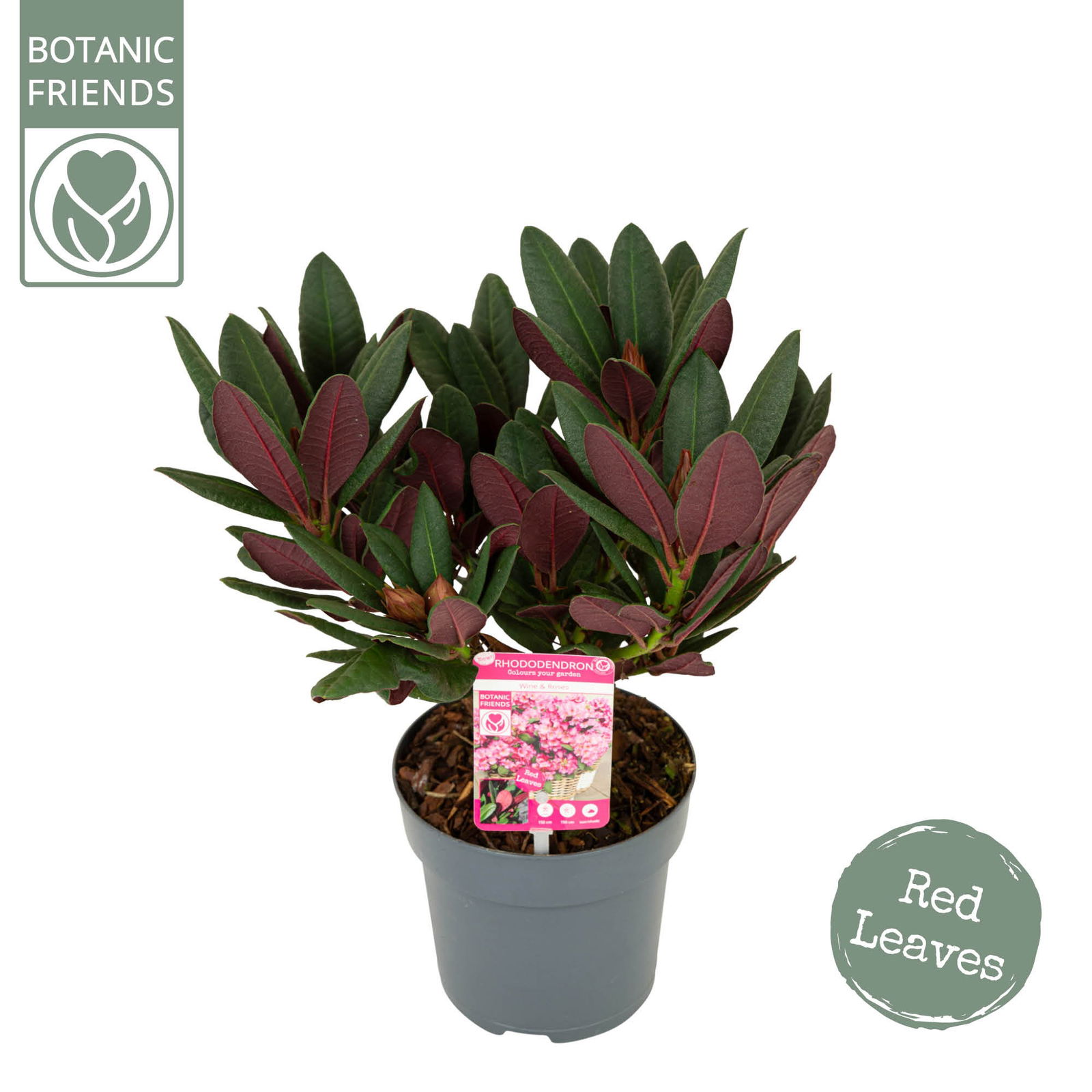 Lauko augalas rododendras, Ø 15, 40 cm, lot. Rhododendron Wine & Roses