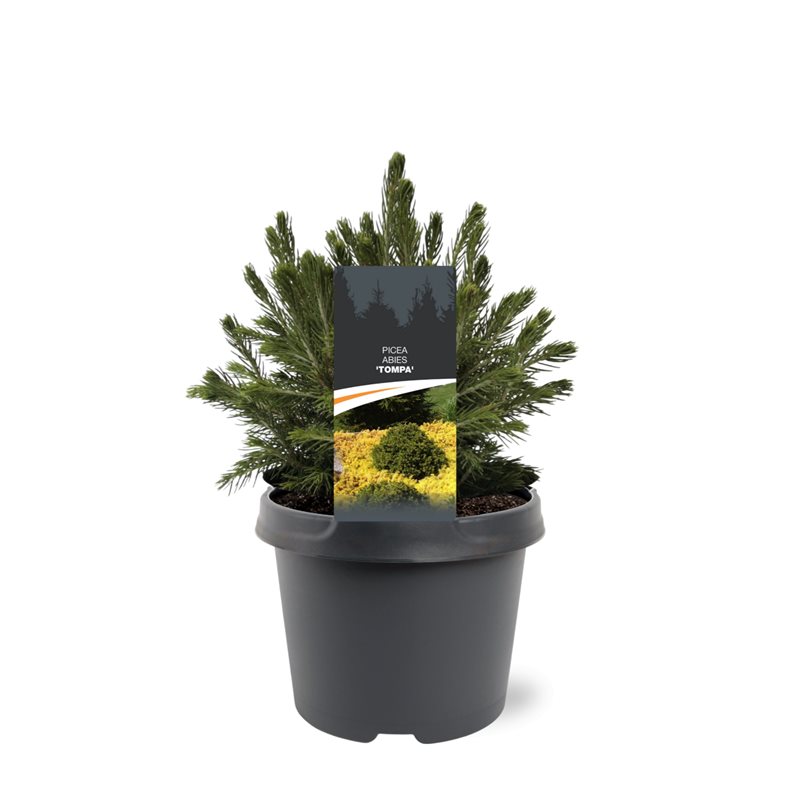 Lauko augalas paprastoji eglė, Ø 19, 30 cm, lot. Picea abies Tompa