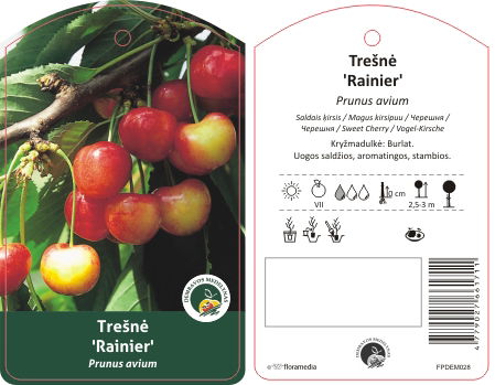 Vaismedis trešnė RAINER, lot. PRUNUS AVIUM