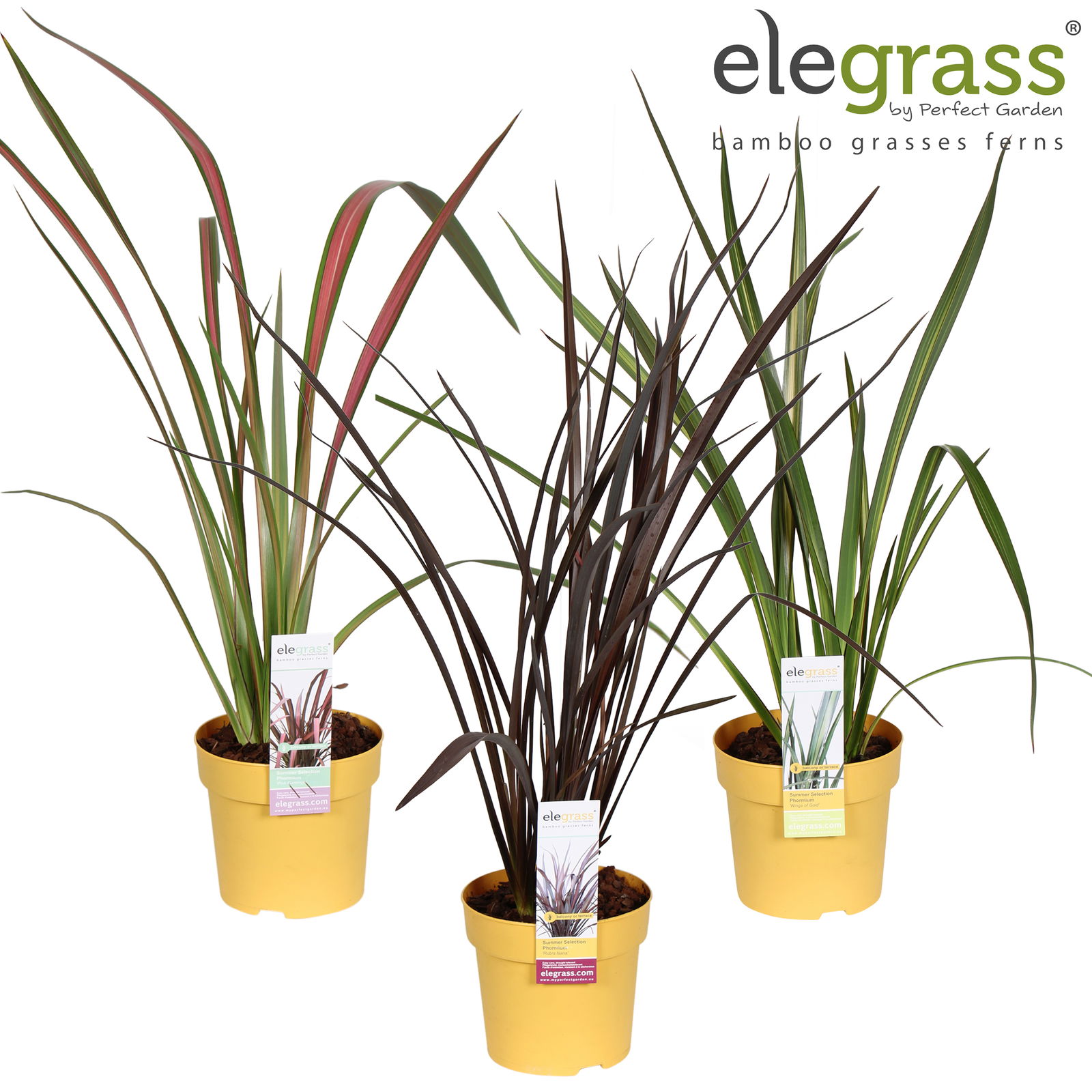 Dekoratyvinės žolės, Ø 19 , 35 - 40 cm, lot. Phormium mix laag