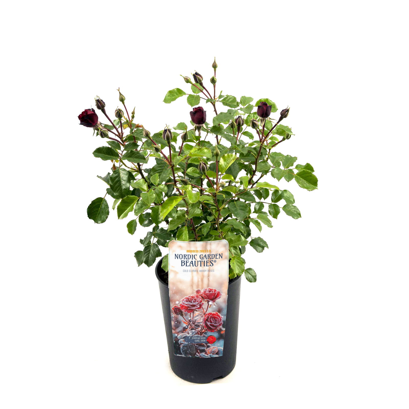 Lauko augalas rožė, Ø 17, 30 - 35 cm, lot. Nordic Beauties Floribunda/Ployantha Roses mix