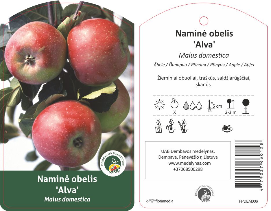 Vaismedis obelis ALVA, lot. MALUS DOMESTICA