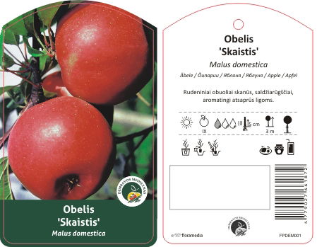 Vaismedis obelis SKAISTIS, lot. MALUS DOMESTICA